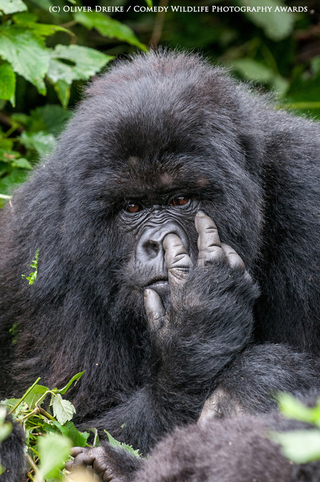 Illustration for article titled Este concurso de fotografĂa premia las imágenes más absurdas y divertidas del mundo animal